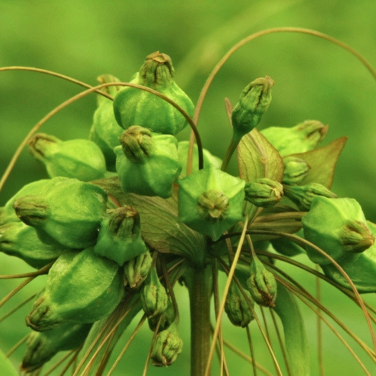 Nasiona-Krąpieli-Pierzastodzielnej-Tacca-Leontopetaloides (5).png