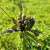 Nasiona-Krąpieli-Pierzastodzielnej-Tacca-Leontopetaloides (3).png
