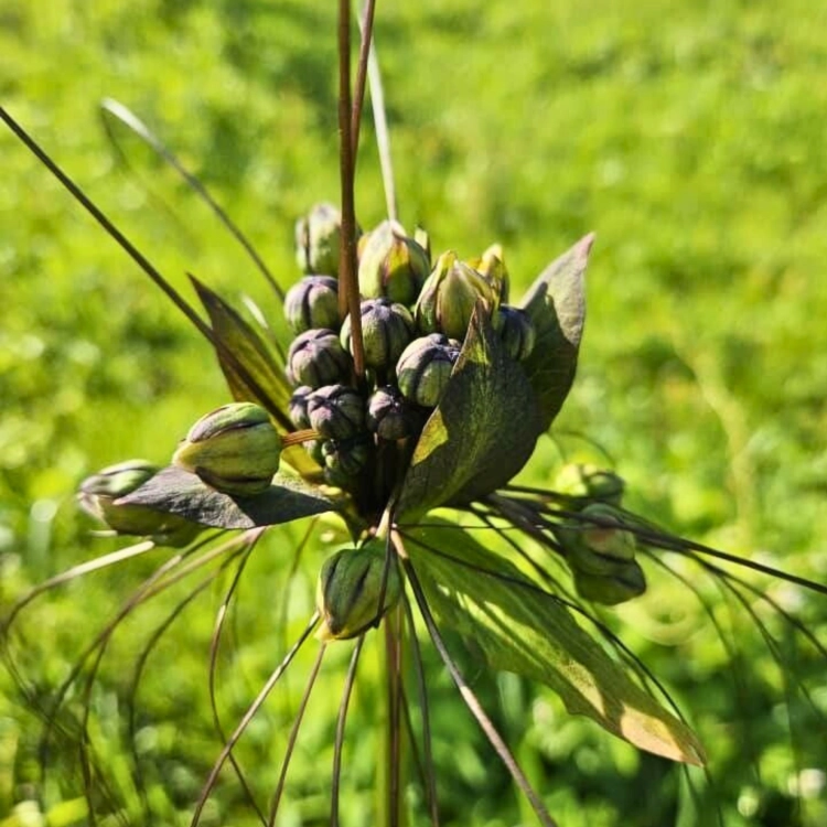 Nasiona-Krąpieli-Pierzastodzielnej-Tacca-Leontopetaloides (3).png