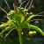Nasiona-Krąpieli-Pierzastodzielnej-Tacca-Leontopetaloides (1).png