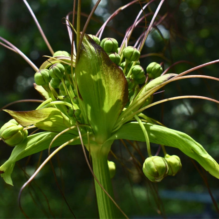 Nasiona-Krąpieli-Pierzastodzielnej-Tacca-Leontopetaloides (1).png