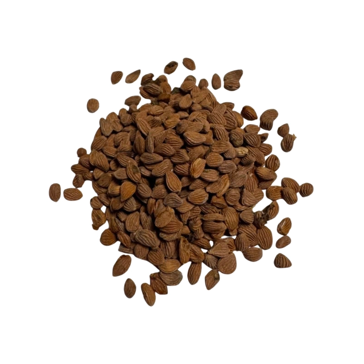 Nasiona-Krąpieli-Pierzastodzielnej-Tacca-Leontopetaloides.png