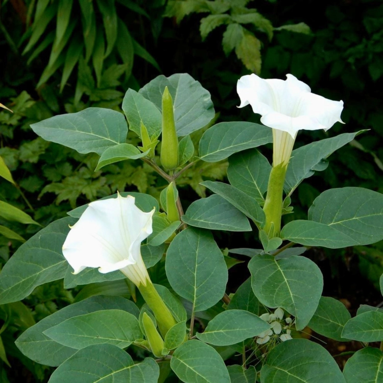 Nasiona-Bielunia-Surmikwiatu-Białego-Datura-Metel (2).png