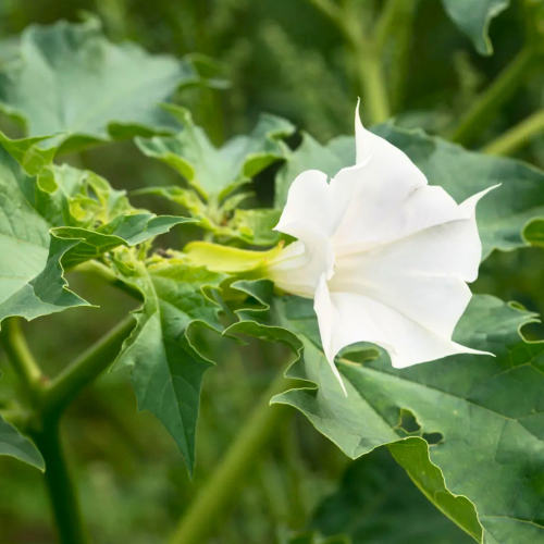 Nasiona-Bielunia-Surmikwiatu-Białego-Datura-Metel (1).png