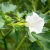 Nasiona-Bielunia-Surmikwiatu-Białego-Datura-Metel (1).png