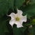 Nasiona-Bielunia-Surmikwiatu-Białego-Datura-Metel.png