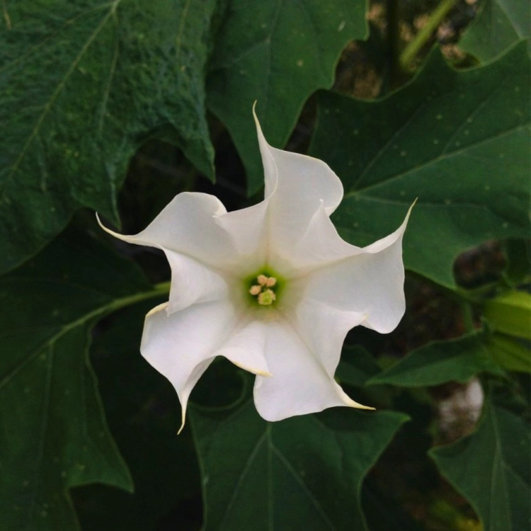 Nasiona-Bielunia-Surmikwiatu-Białego-Datura-Metel.png