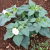 Nasiona-Bielunia-Indiańskiego–Datura-Innoxia (6).png