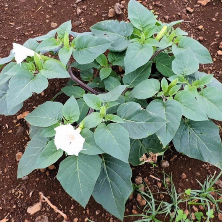 Nasiona-Bielunia-Indiańskiego–Datura-Innoxia (6).png