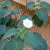Nasiona-Bielunia-Indiańskiego–Datura-Innoxia (5).png