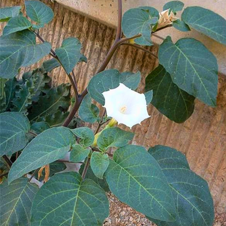 Nasiona-Bielunia-Indiańskiego–Datura-Innoxia (5).png