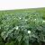 Nasiona-Bielunia-Indiańskiego–Datura-Innoxia (3).png