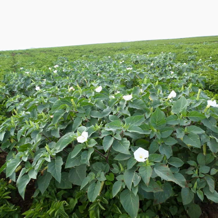 Nasiona-Bielunia-Indiańskiego–Datura-Innoxia (3).png