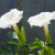 Nasiona-Bielunia-Indiańskiego–Datura-Innoxia (2).png