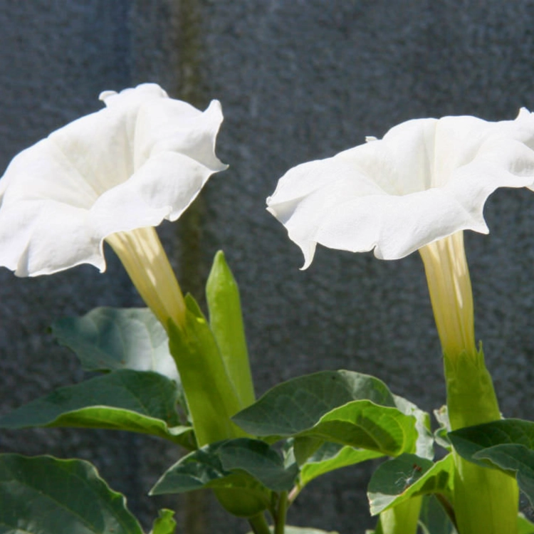 Nasiona-Bielunia-Indiańskiego–Datura-Innoxia (2).png