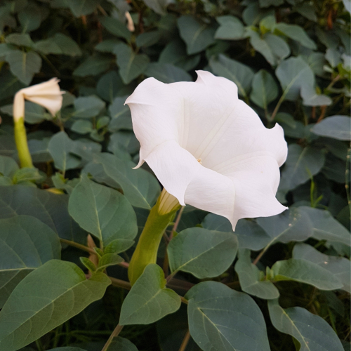 Nasiona-Bielunia-Indiańskiego–Datura-Innoxia (1).png