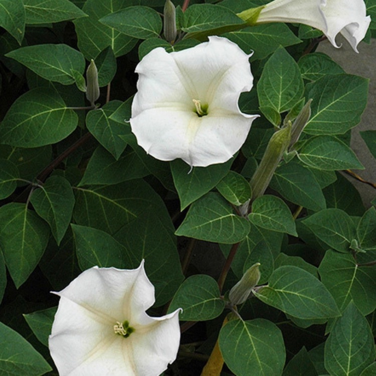 Nasiona-Bielunia-Indiańskiego–Datura-Innoxia.png