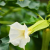 Nasiona-Bielunia-Dziędzierzawy-Datura-Stramonium (3).png
