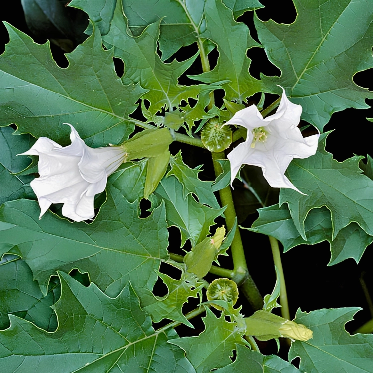 Nasiona-Bielunia-Dziędzierzawy-Datura-Stramonium (2).png