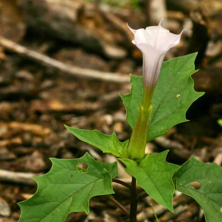 Nasiona-Bielunia-Dziędzierzawy-Datura-Stramonium.png