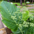 Nasiona-Nadłużynu-Wielkolistnego-Leea-Macrophylla (5).png