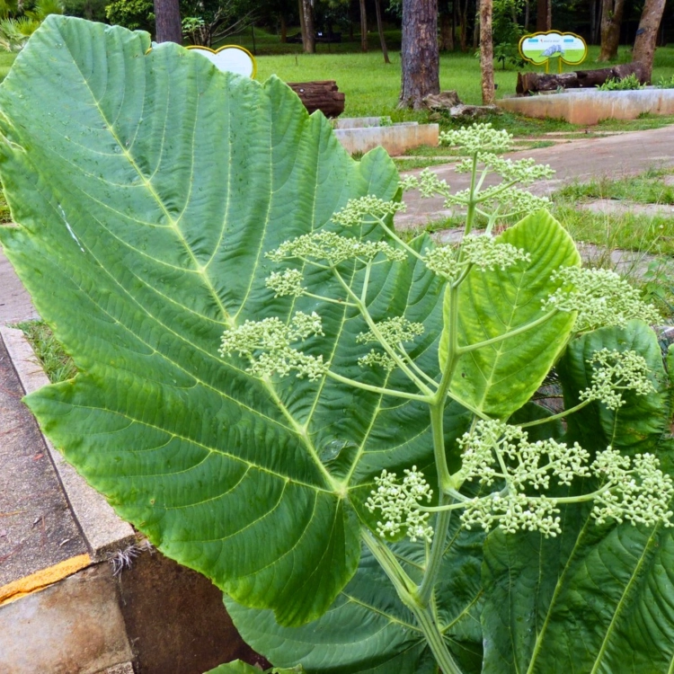 Nasiona-Nadłużynu-Wielkolistnego-Leea-Macrophylla (5).png
