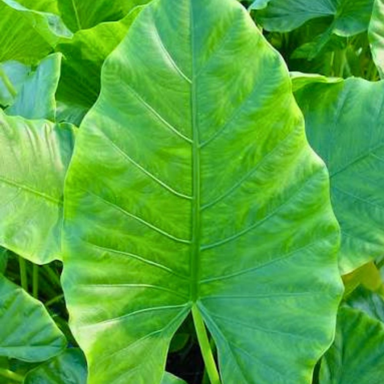 Nasiona-Nadłużynu-Wielkolistnego-Leea-Macrophylla (4).png