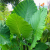 Nasiona-Nadłużynu-Wielkolistnego-Leea-Macrophylla (3).png