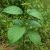 Nasiona-Nadłużynu-Wielkolistnego-Leea-Macrophylla (2).png