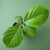 Nasiona-Nadłużynu-Wielkolistnego-Leea-Macrophylla (1).png