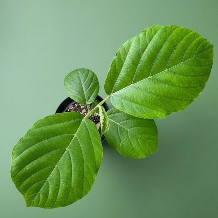 Nasiona-Nadłużynu-Wielkolistnego-Leea-Macrophylla (1).png