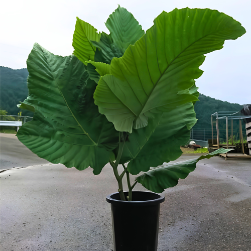Nasiona-Nadłużynu-Wielkolistnego-Leea-Macrophylla.png