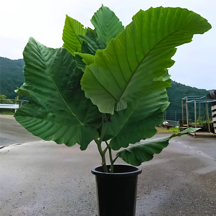Nasiona-Nadłużynu-Wielkolistnego-Leea-Macrophylla.png