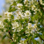 Nasiona-Świdośliwy-Olcholistnej-Amelanchier-Alnifolia (2).png