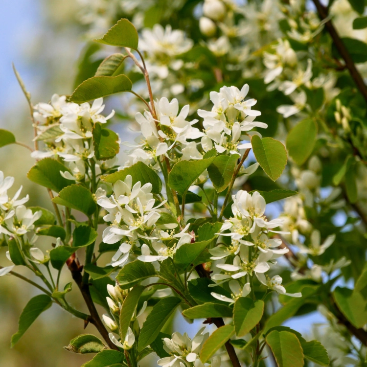 Nasiona-Świdośliwy-Olcholistnej-Amelanchier-Alnifolia (2).png