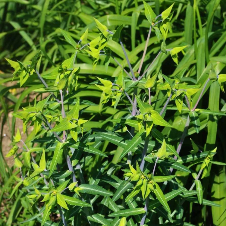Nasiona-Wilczomlecza-Groszkowego-Euphorbia-Lathyris (7).png