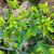 Nasiona-Wilczomlecza-Groszkowego-Euphorbia-Lathyris (6).png