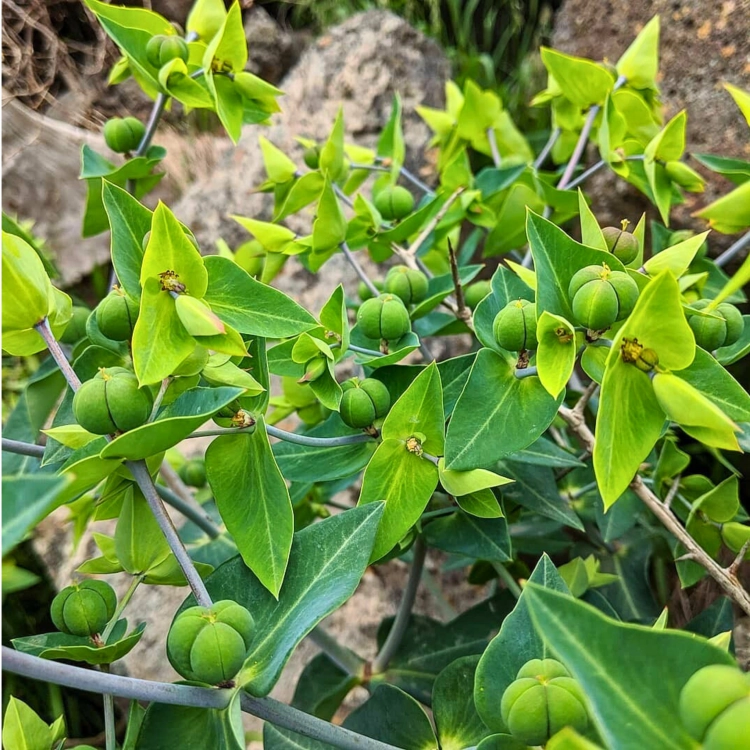 Nasiona-Wilczomlecza-Groszkowego-Euphorbia-Lathyris (6).png