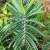Nasiona-Wilczomlecza-Groszkowego-Euphorbia-Lathyris (4).png