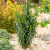 Nasiona-Wilczomlecza-Groszkowego-Euphorbia-Lathyris (3).png