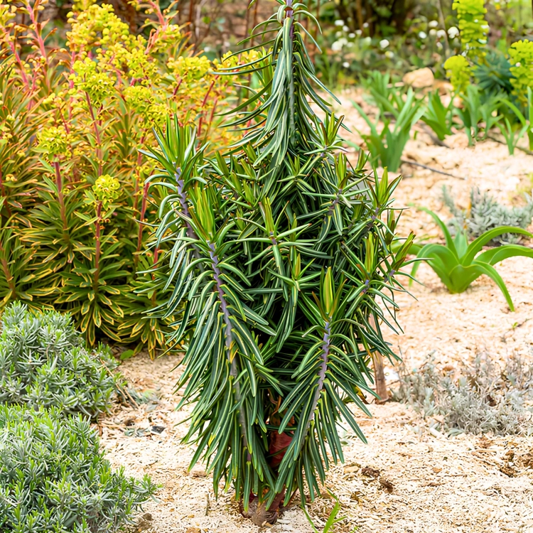 Nasiona-Wilczomlecza-Groszkowego-Euphorbia-Lathyris (3).png