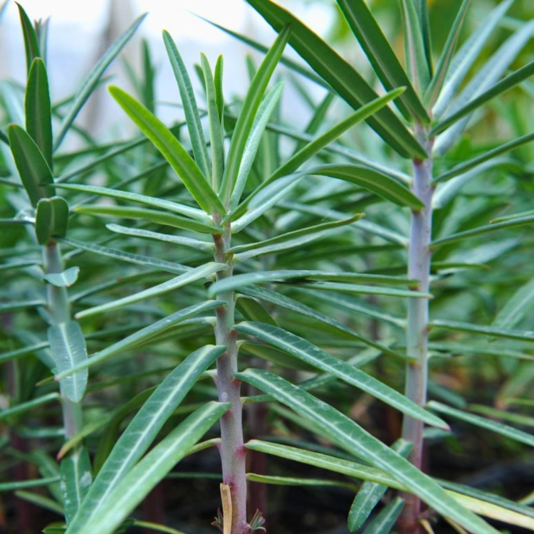 Nasiona-Wilczomlecza-Groszkowego-Euphorbia-Lathyris (2).png