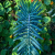 Nasiona-Wilczomlecza-Groszkowego-Euphorbia-Lathyris (1).png