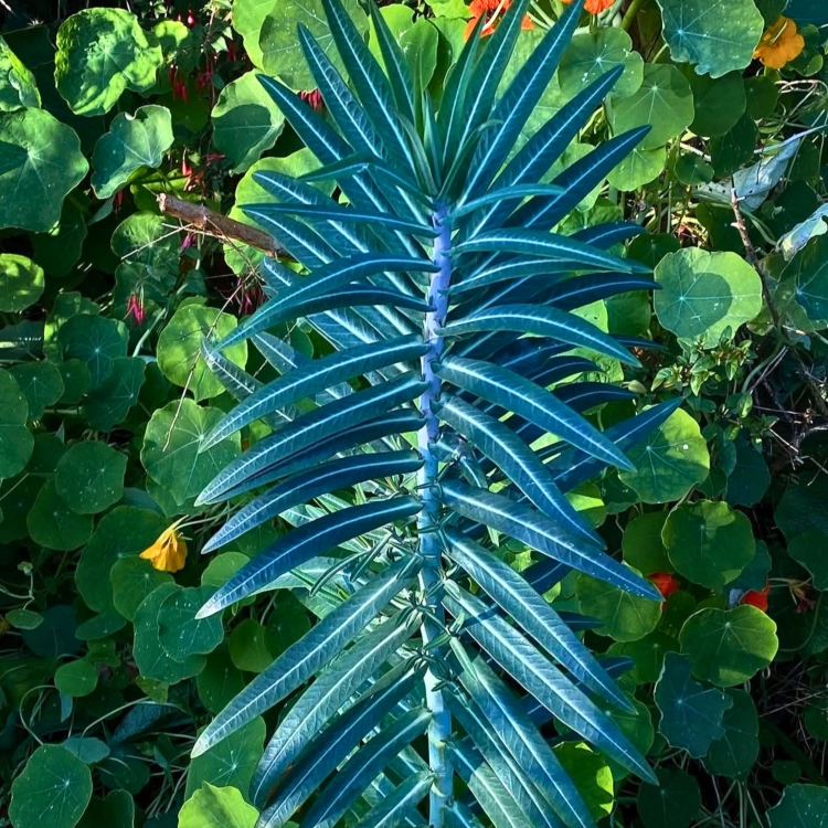 Nasiona-Wilczomlecza-Groszkowego-Euphorbia-Lathyris (1).png