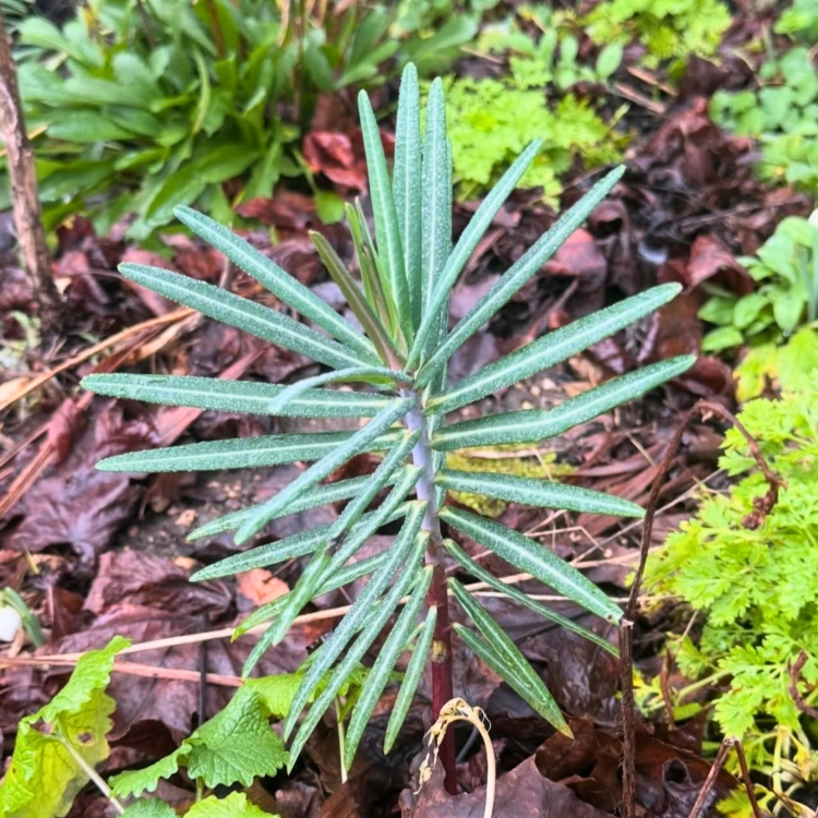 Nasiona-Wilczomlecza-Groszkowego-Euphorbia-Lathyris.png