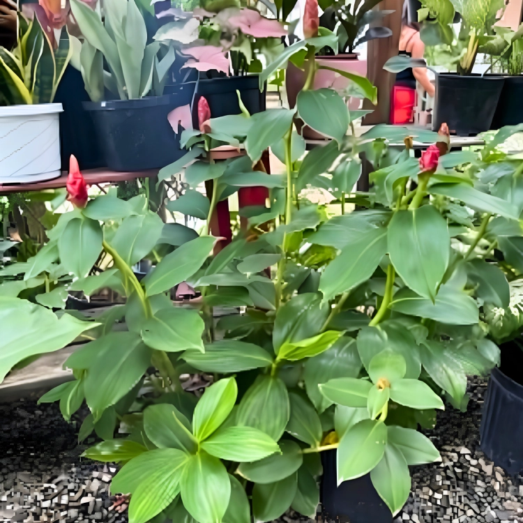 Nasiona-Imbirowca-Krepowanego-Hellenia-Speciosa (5).png