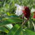Nasiona-Imbirowca-Krepowanego-Hellenia-Speciosa (4).png
