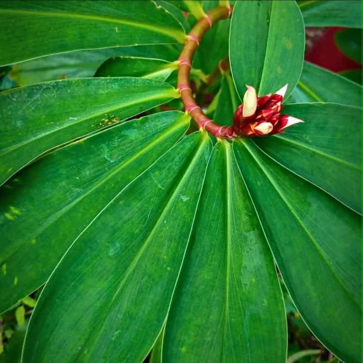 Nasiona-Imbirowca-Krepowanego-Hellenia-Speciosa (3).png
