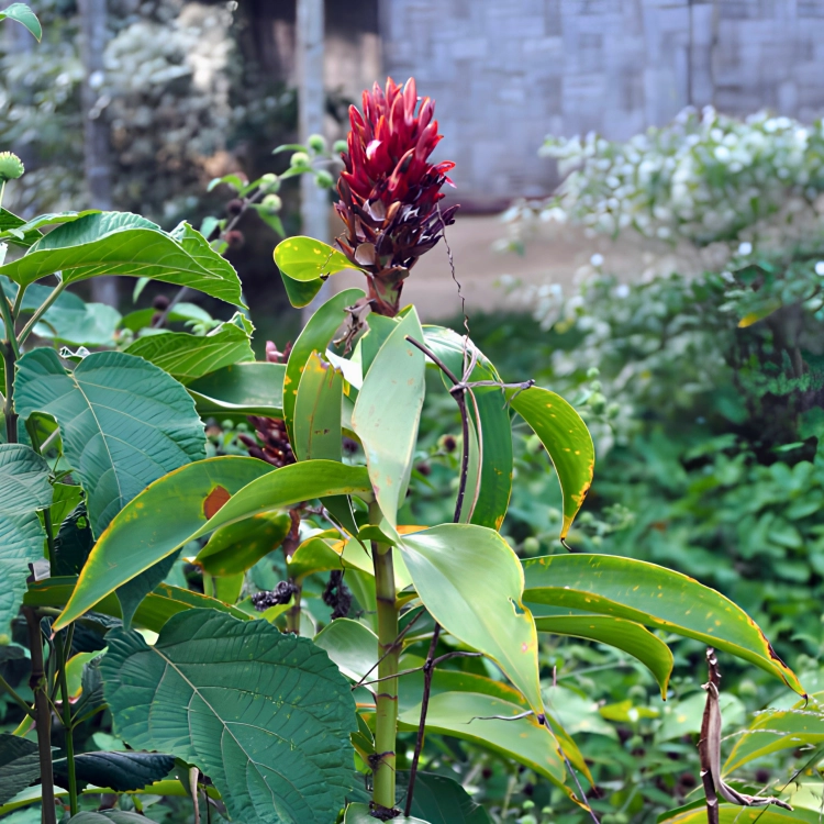 Nasiona-Imbirowca-Krepowanego-Hellenia-Speciosa (2).png