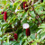 Nasiona-Imbirowca-Krepowanego-Hellenia-Speciosa (1).png